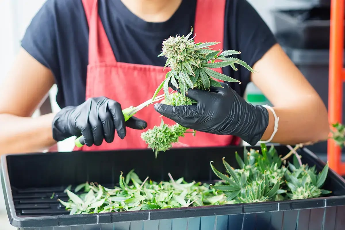 Cannabis Processing